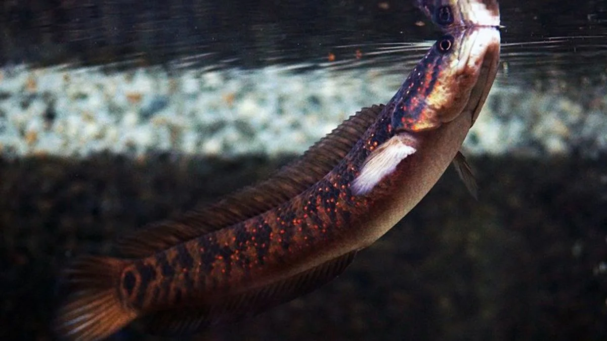 Gambar ikan channa asiatica red spot.