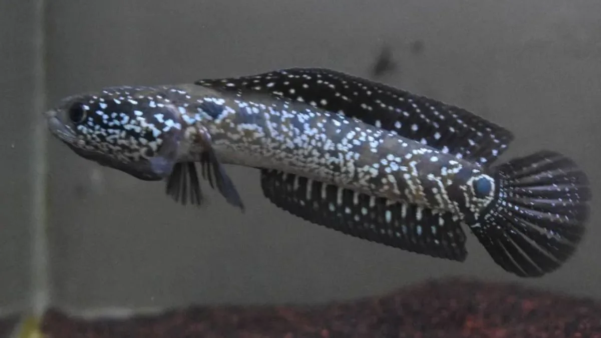 Ikan channa asiatica white spot