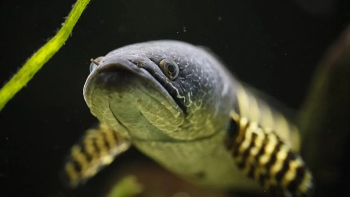 Jenis ikan channa auranti