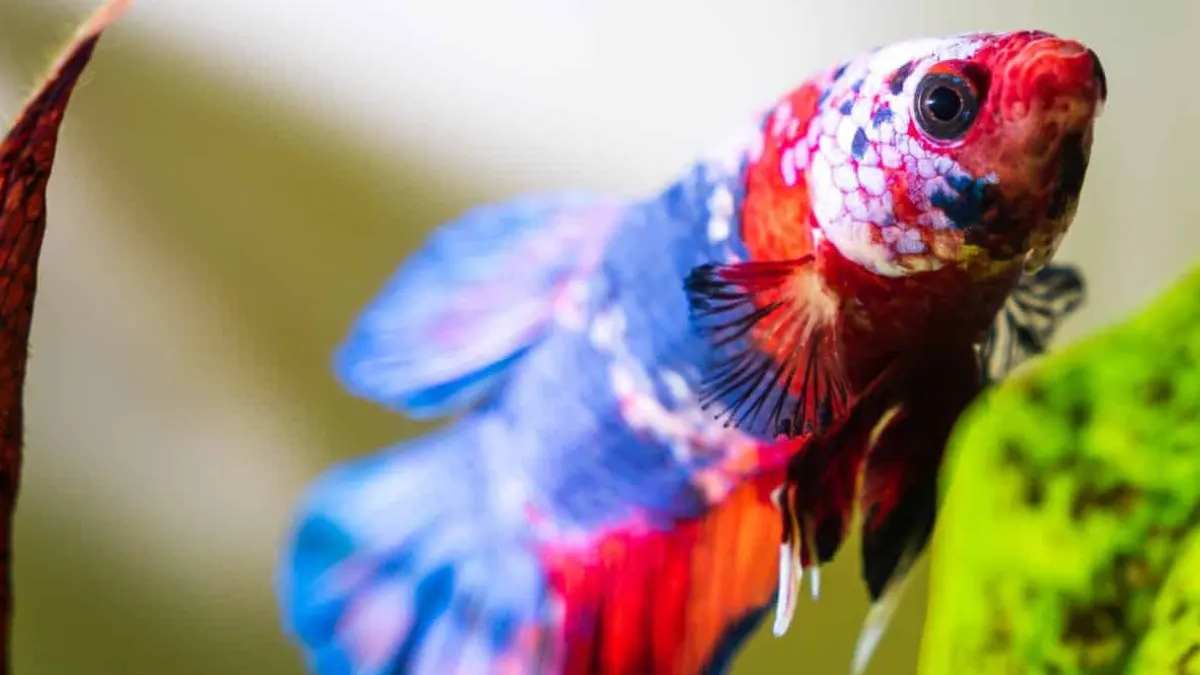 Gambar jenis ikan cupang koi fancy