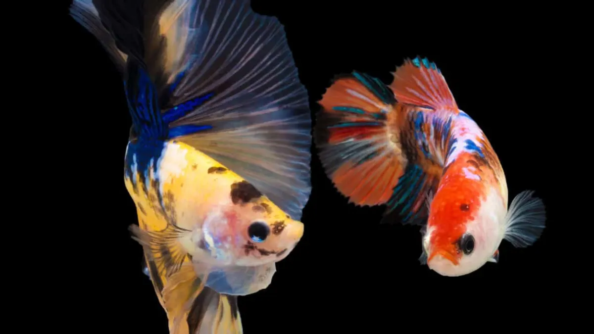 Gambar jenis ikan cupang koi jantan dan betina