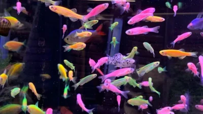 Gambar Jenis Ikan GloFish Danio