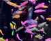Gambar Jenis Ikan GloFish Danio