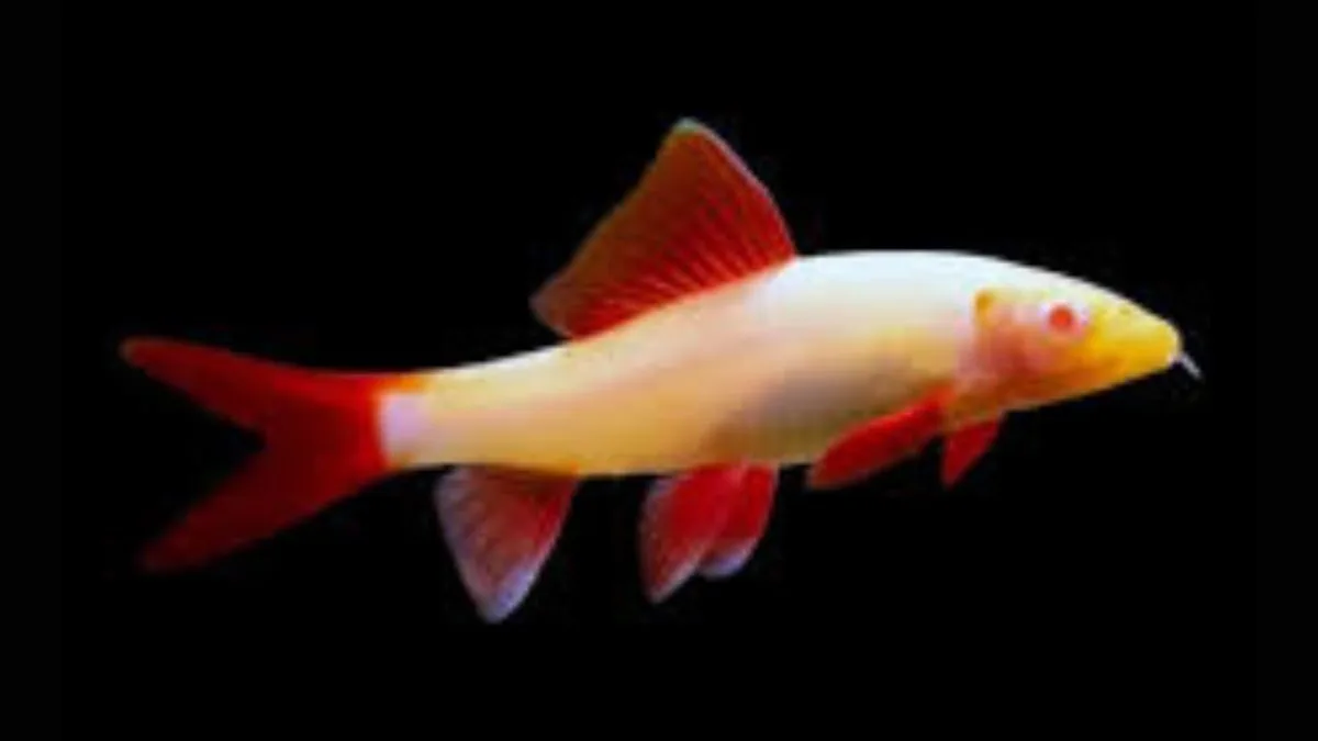 Gambar Jenis ikan GloFish shark