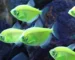 Gambar Jenis Ikan GloFish Tetra Hijau Stabilo