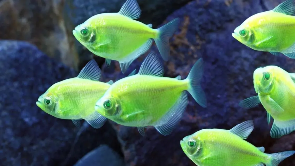 Gambar Jenis Ikan GloFish Tetra Hijau Stabilo