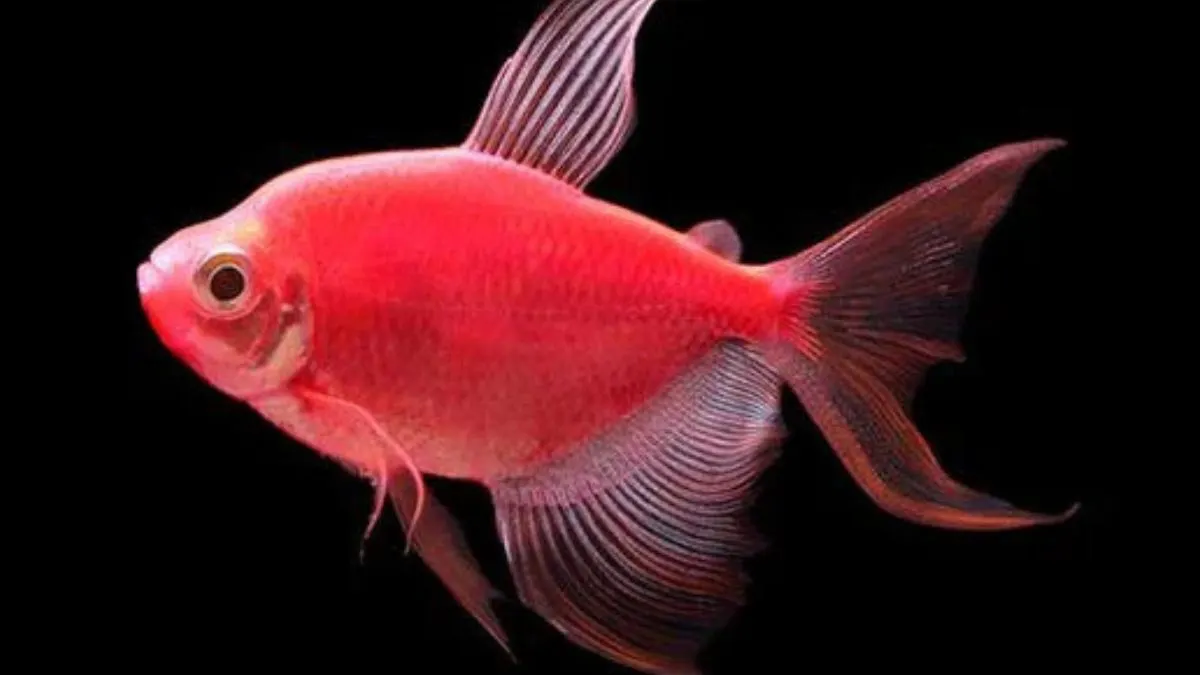 Gambar Jenis ikan GloFish Tetra Moonrise Pink