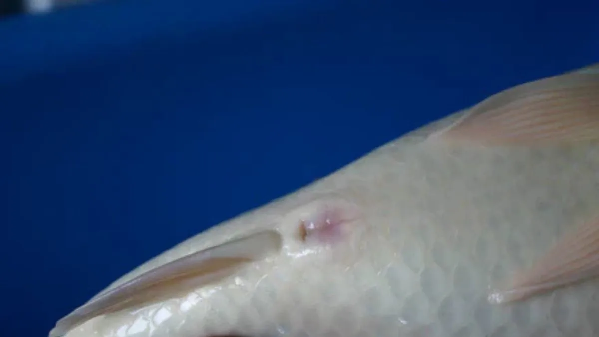 Gambar kelamin atau anus koi betina