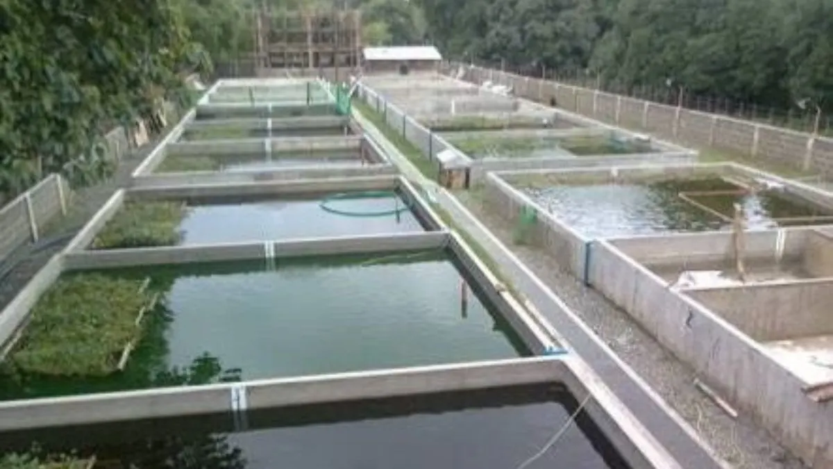 Gambar kolam semen untuk ikan glofish