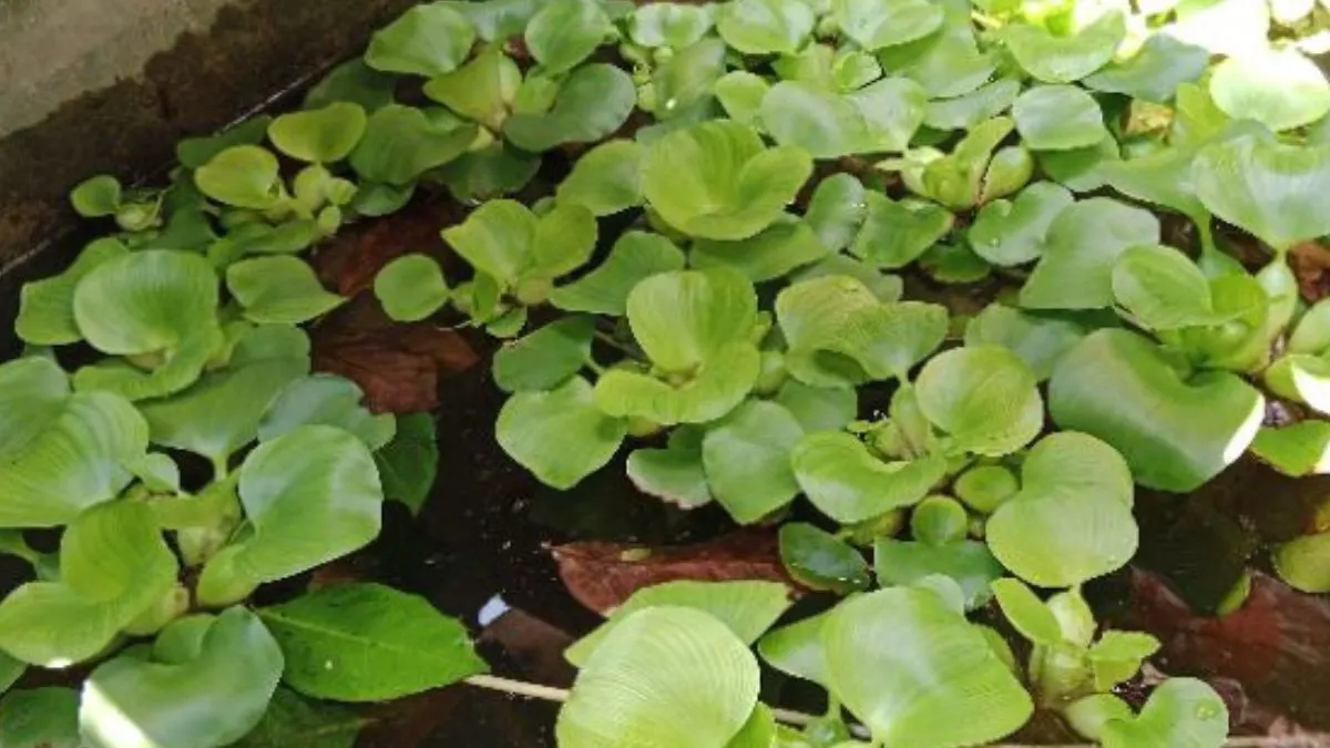 Gambar enceng gondok sebagai media menempel telur ikan glofish