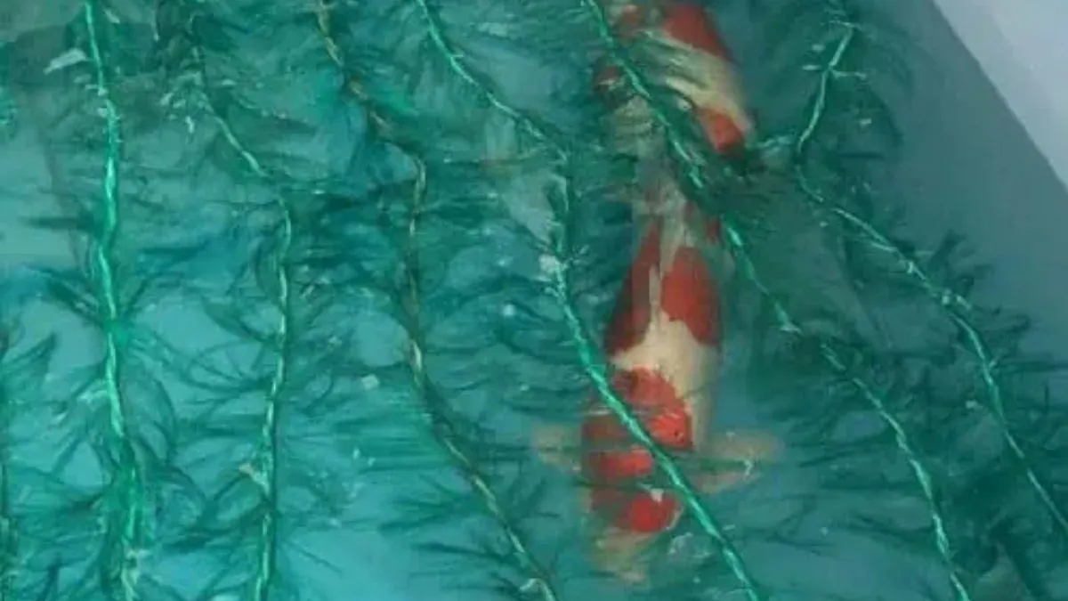 Ilustrasi media pemijahan ikan koi