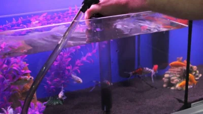 Gambar mengganti air agar air tetap terjaga untuk ikan