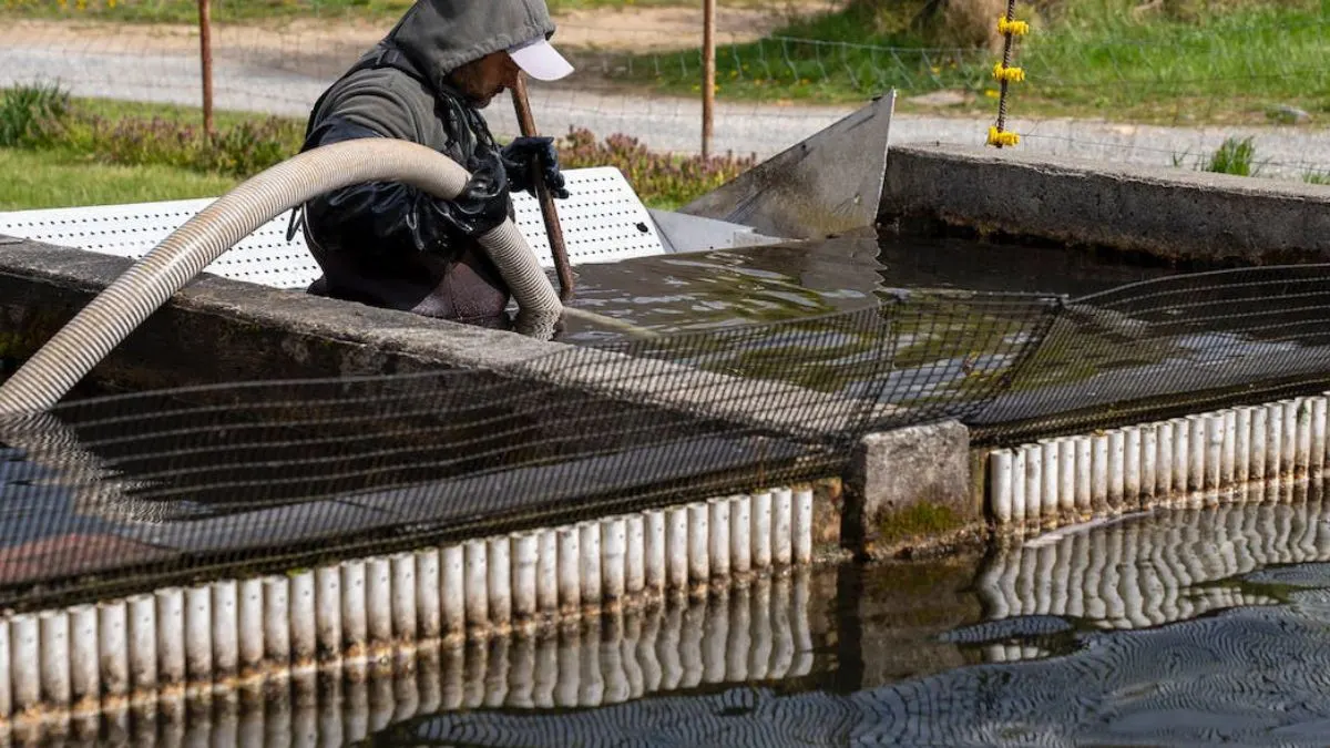 Ilustrasi menjaga kualitas air kolam semen yang cocok untuk artikel cara budidaya ikan cupang glofish tetra