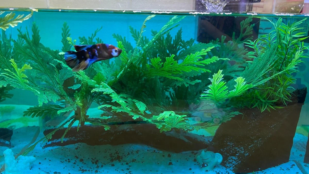 Gambar methylene blue ikan yang diberikan pada cupang