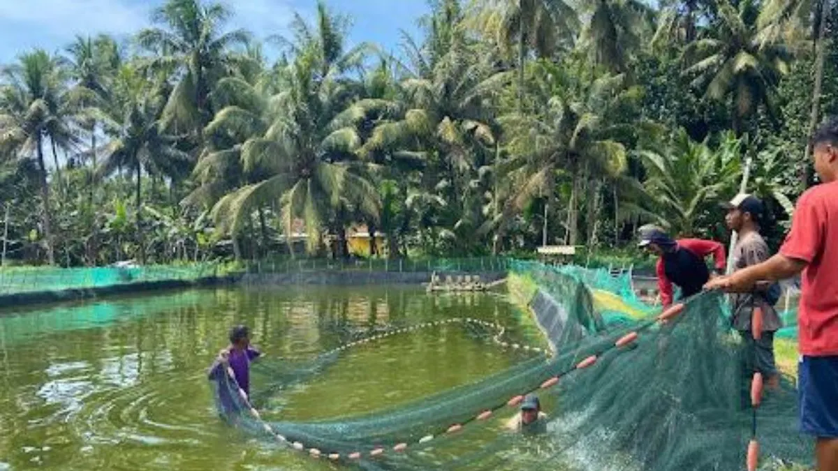 Gambar panen ikan di kolam lumpur untuk artikel cara budidaya ikan glofish di kolam lumpur