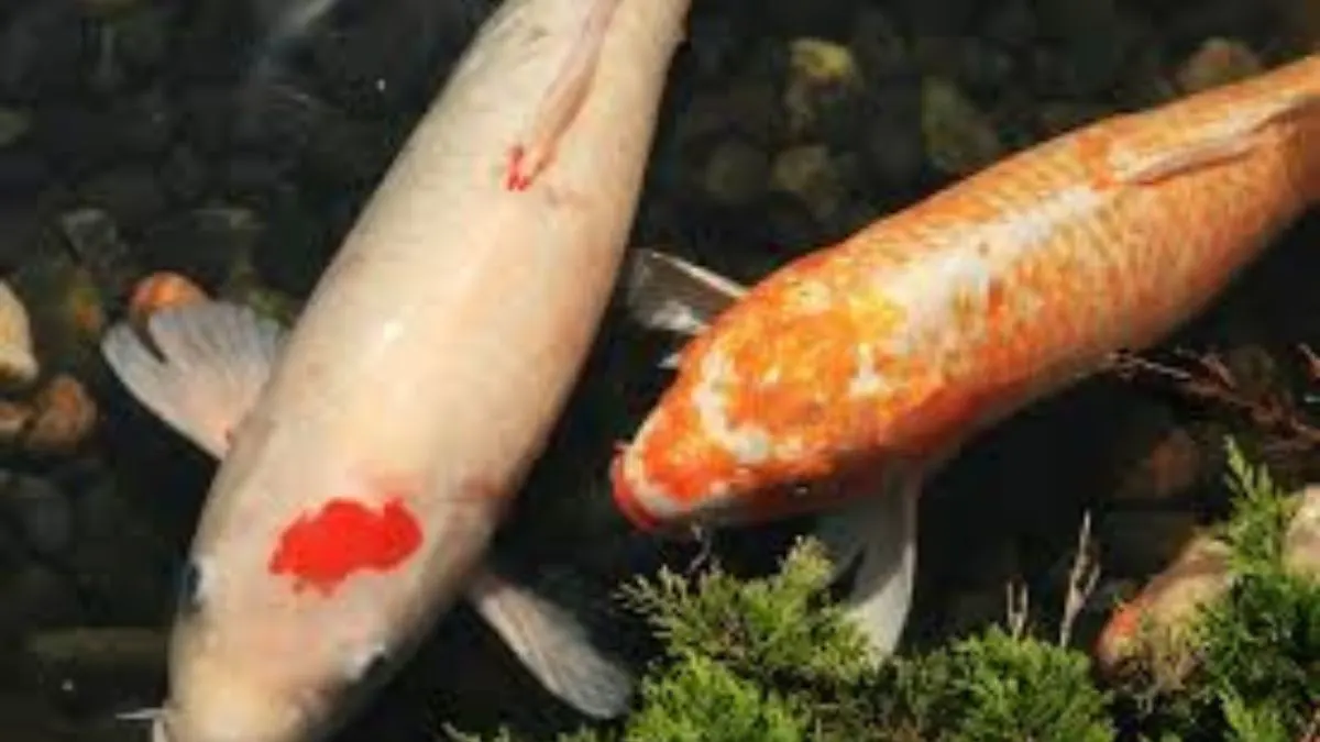 Gambar pemijahan ikan koi jantan dan betina