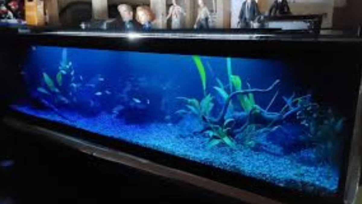 Gambar penampakan akuarium yang diberi methylene blue