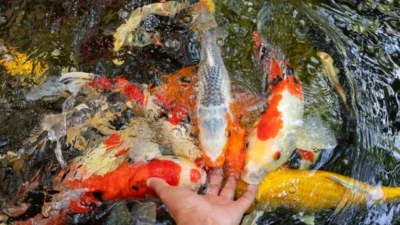Gambar ikan koi sehat yang makan