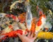 Gambar ikan koi sehat yang makan