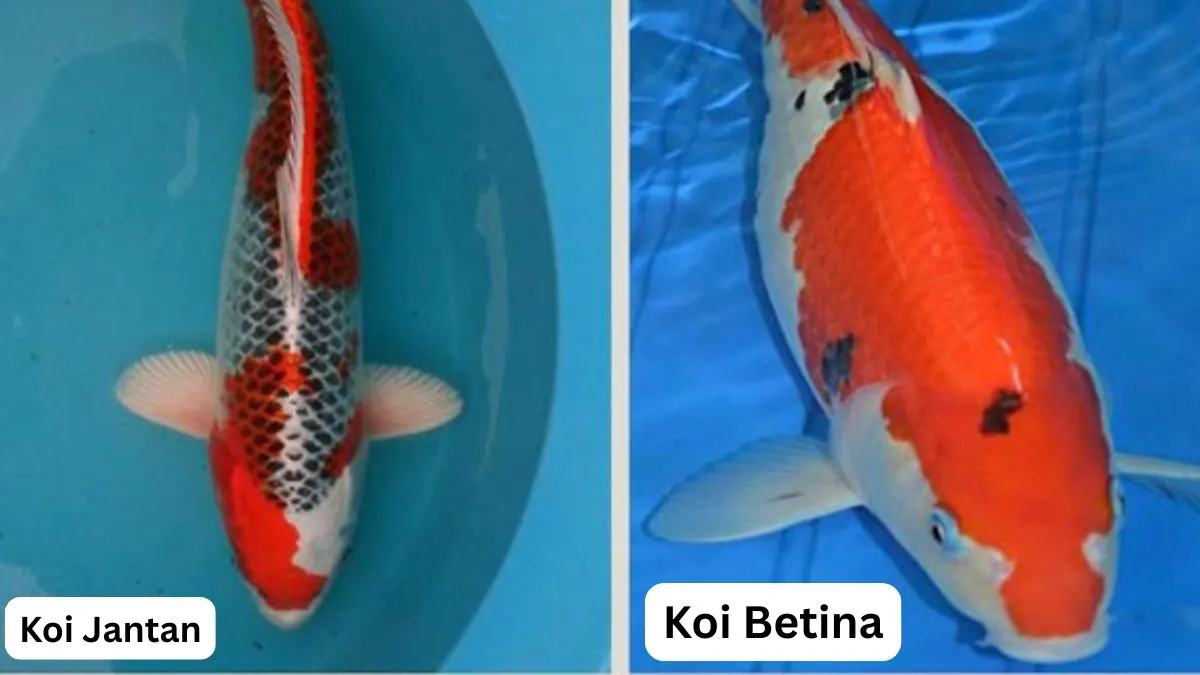 Gambar ikan koi jantan dan betina yang cocok untuk artikel cara membedakan ikan koi jantan dan betina
