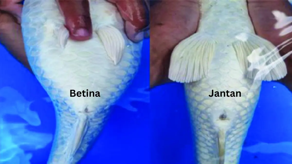 Gamba perut ikan koi jantan dan betina