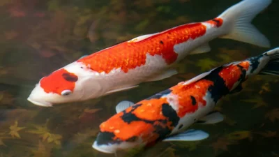 Ilustrasi sepasang indukan koi yang cocok untuk artikel cara budidaya ikan koi