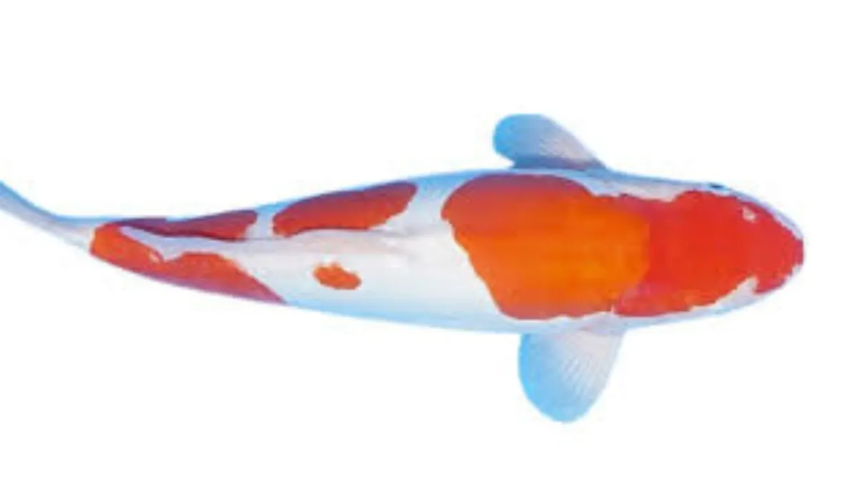 Gambr sirip ikan koi betina