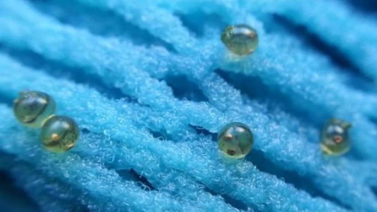 Gambar terlur ikan koki yang sudah menetas