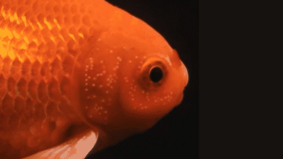 Gambar tuberkel kawin atau bintik kawin jantan