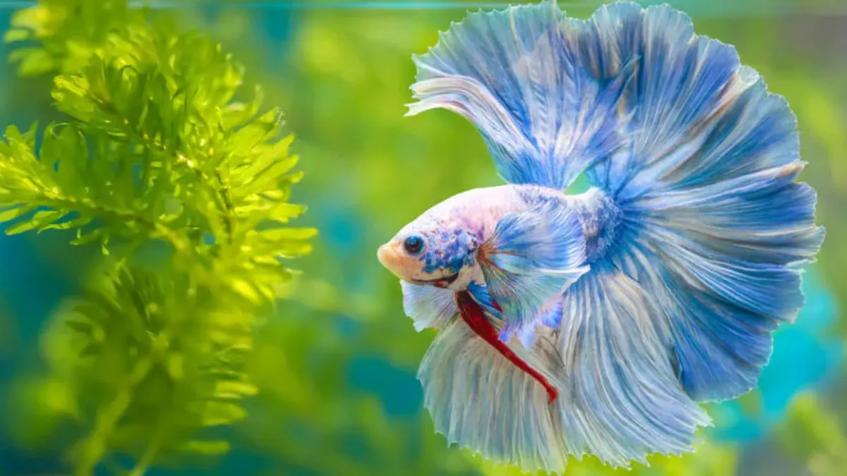 Gambar warna ikan cupang halfmoon rosetail tercantik.