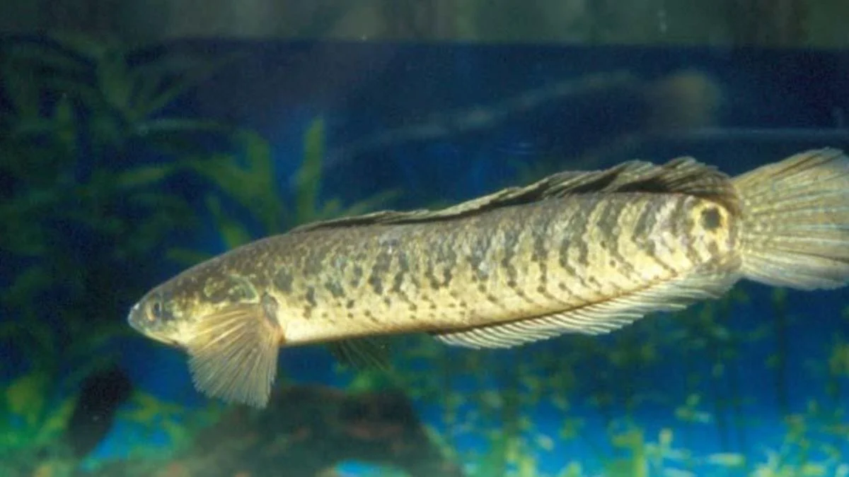 Gambar channa asiatica less spot