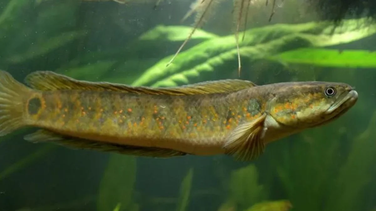 Gambar ikan channa asiatica red spot