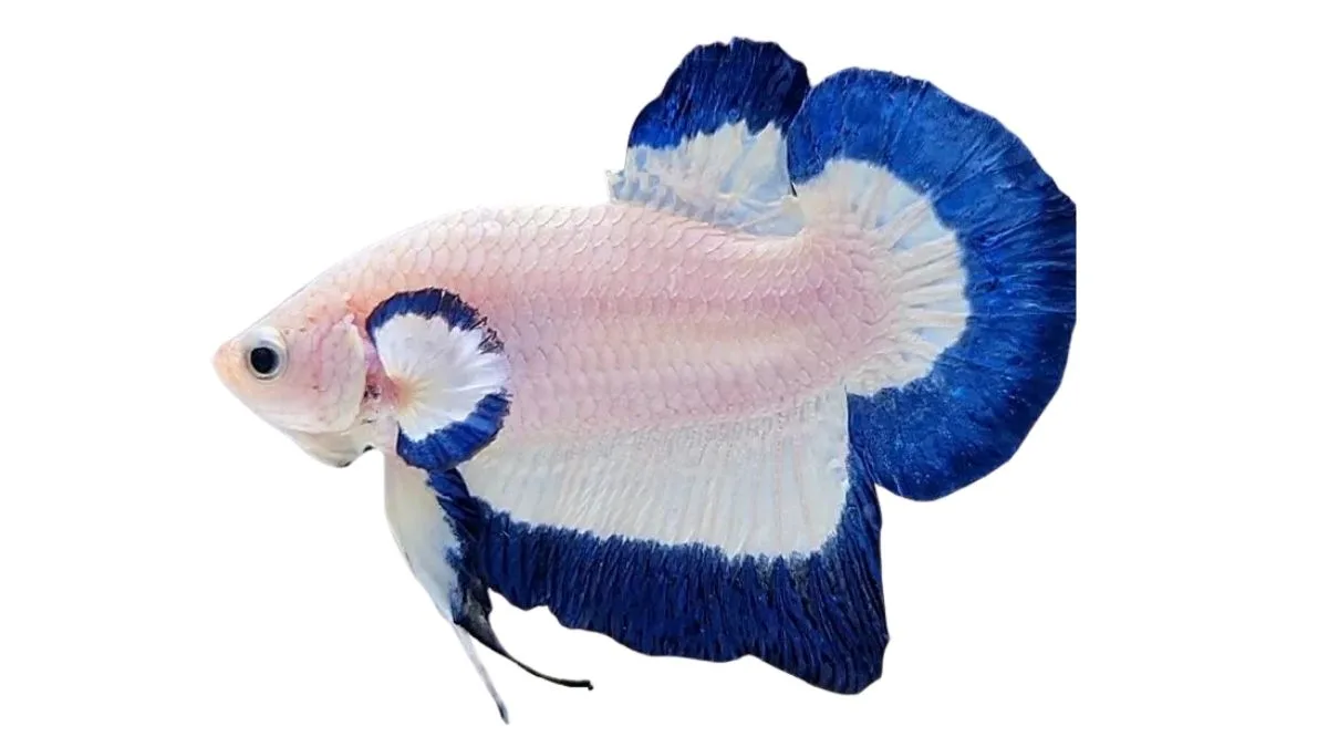 Gambar ikan cupang blue rim hmpk butterfly
