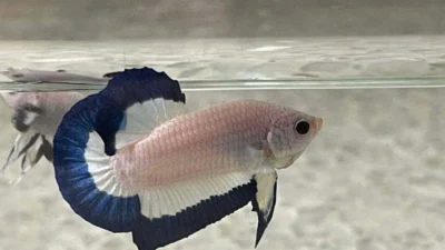 Gambar ikan cupang blue rim jantan plakat