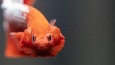 Ikan cupang hellboy fancy copper flaring