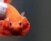 Ikan cupang hellboy fancy copper flaring
