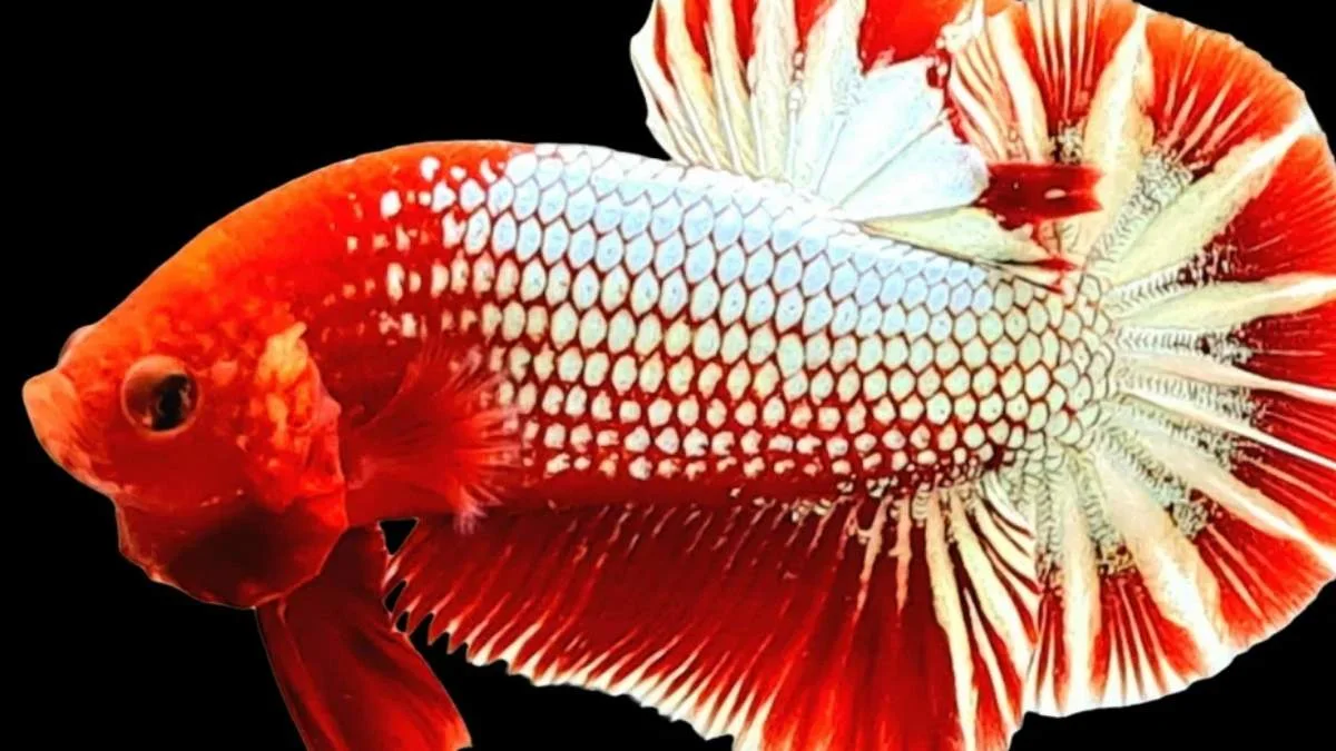 ikan-cupang-hellboy-fancy-copper Gambar ikan cupang hellboy fancy copper