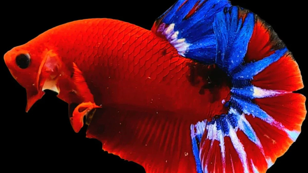 Gambar cupang hellboy plakat