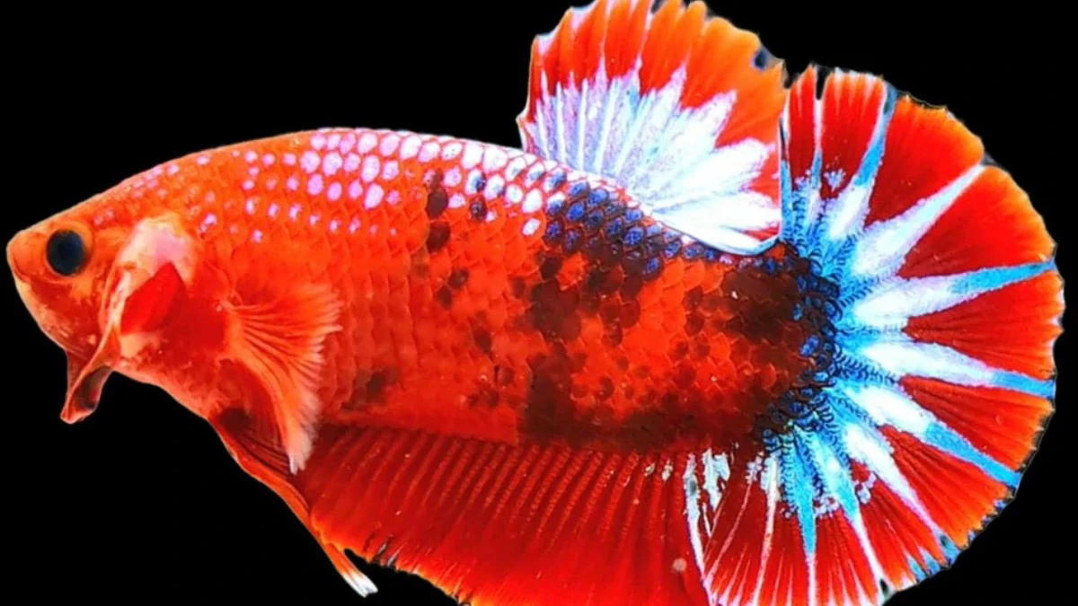 Gambar ikan cupang hellboy fancy