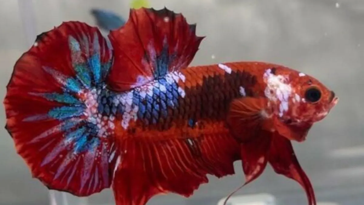 Ikan cupang koi galaxy