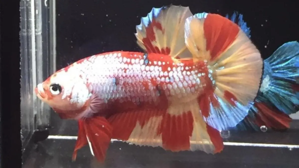 Ikan cupang koi nemo