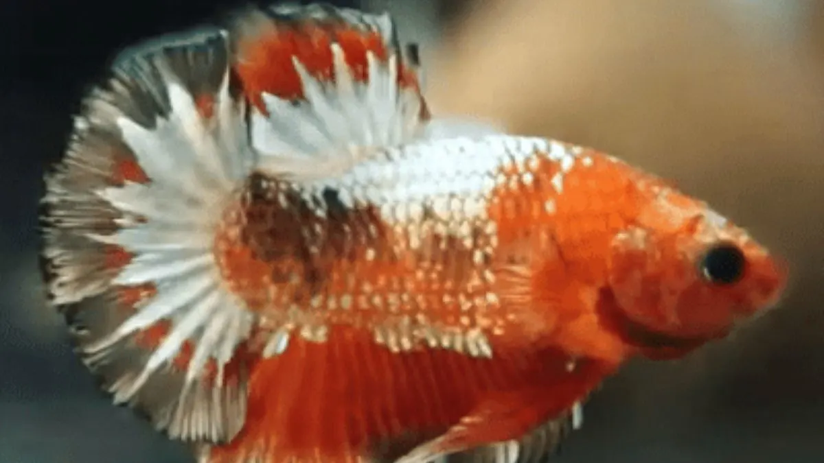 Ikan cupang koi samurai