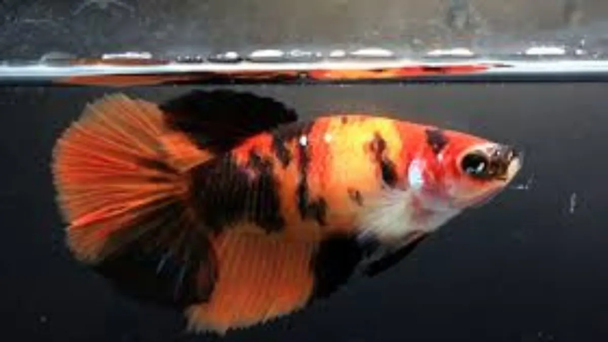 Ikan cupang koi tiger