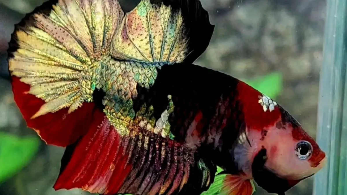 Ikan cupang red koi cooper