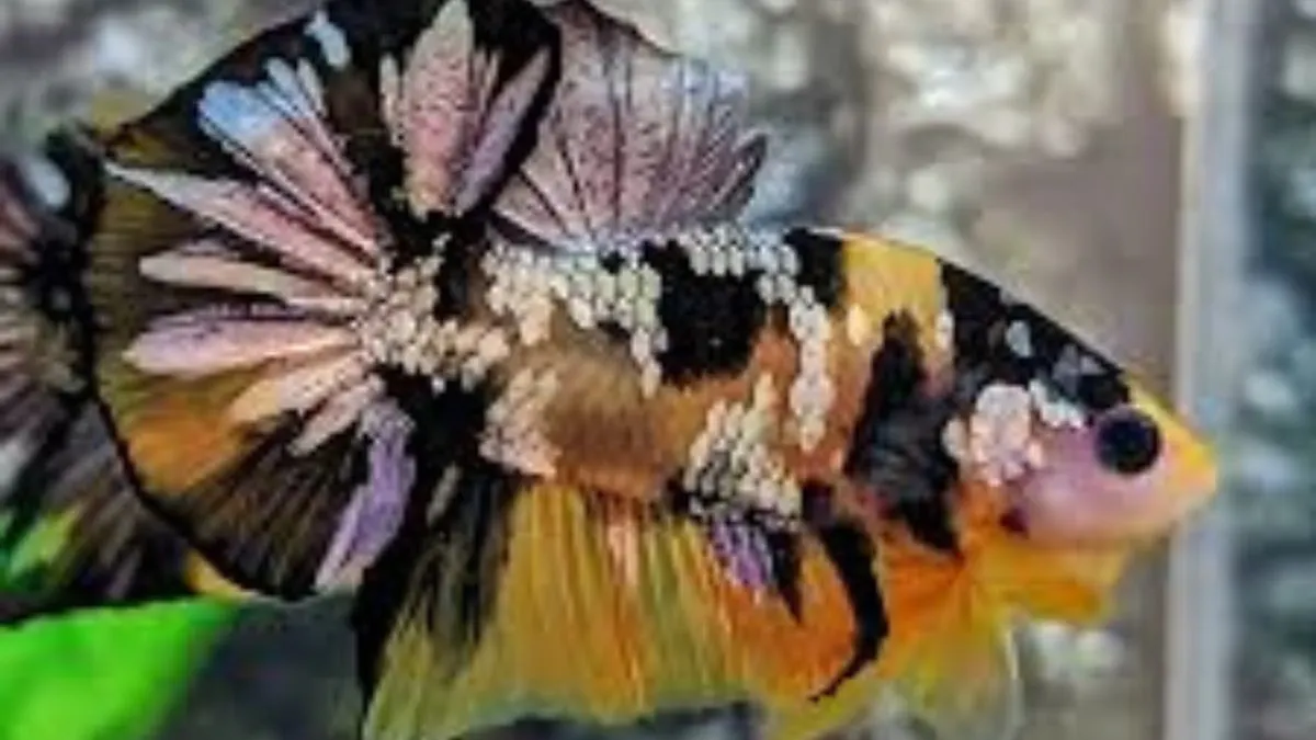 Gambar ikan cupang yellow koi cooper atau bumblebee