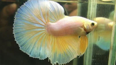Gambar ikan cupang yellow pastel