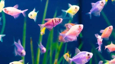 Gambar ikan glofish Tetra yang ada di akuarium