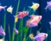 Gambar ikan glofish Tetra yang ada di akuarium