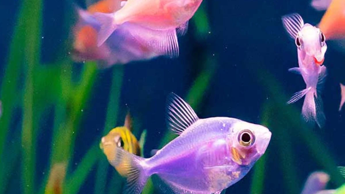 Gambar ikan glofish tetra purple