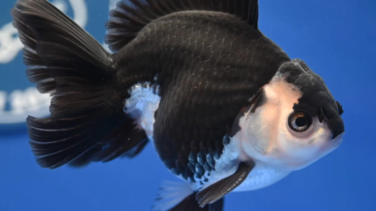 Gambar ikan koki panda oranda